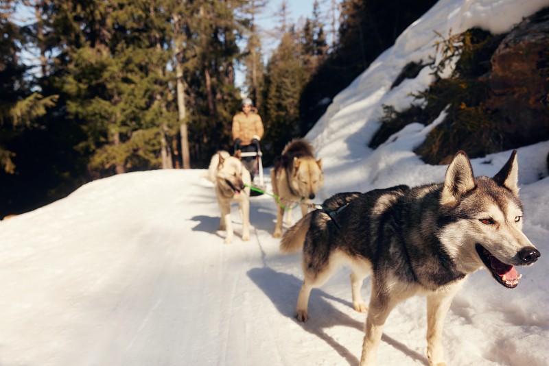 Mushing en Andorra